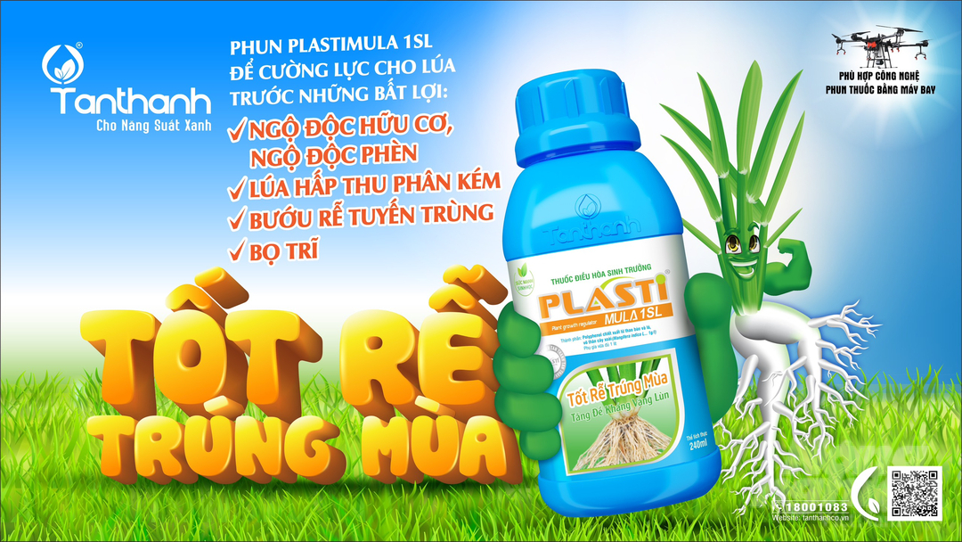 Sản phẩm Plastimula 1SL giúp mầm lúa to khỏe, rễ mầm phát triển tốt. Ảnh: Đỗ Thanh Tuyền.