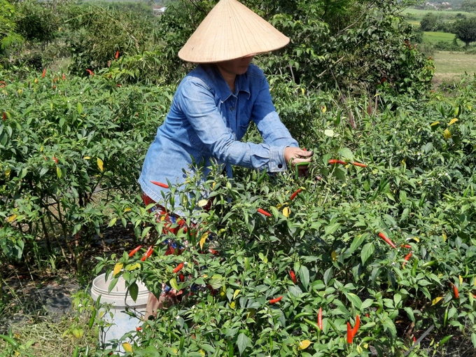 The price of chili is at a high level, every day farmers go to the garden to choose ripe chili to sell. Photo: V.D.T.