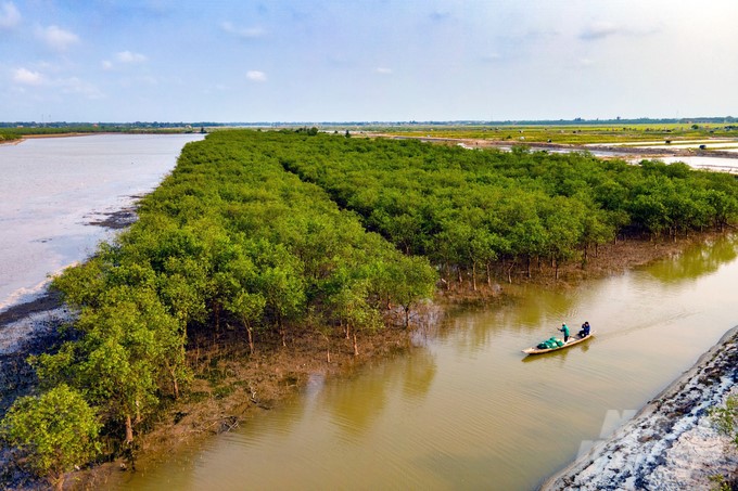 Mangroves become 'treasures' for the people of Bac Phuoc Island. Photo: Vo Dung.