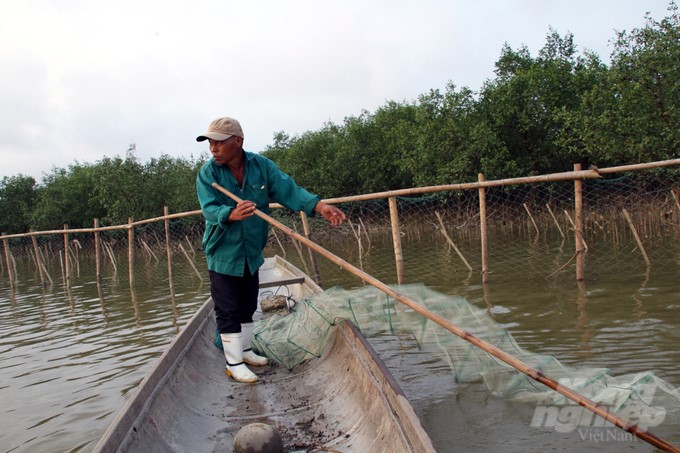 Hundreds of households on Bac Phuoc Island attain sustainable livelihoods from mangroves. Photo: Vo Dung.