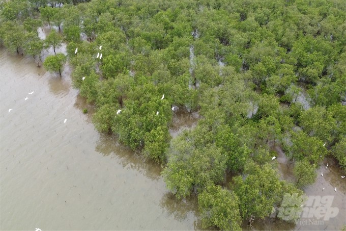 Developing mangrove forest eco-tourism on Bac Phuoc Island will create conditions for people to change their lives. Photo: Vo Dung.