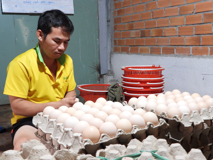 Sản lượng trứng gà của tỉnh Tây Ninh đạt trên 683 triệu trứng/năm. Ảnh: Lê Bình.