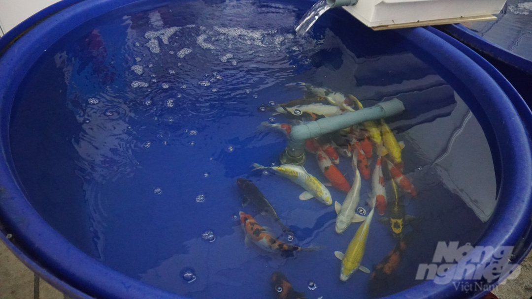 Model of aquarium fish on display at the exhibition. Photo: Nguyen Thuy.