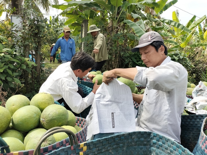 Thu mua bưởi da xanh ở Bến Tre. Ảnh: Minh Đảm.