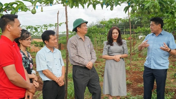 The Ministry of Agriculture and Rural Development proposed that localities pay attention to direct and promote agricultural extension work. Photo: TL.