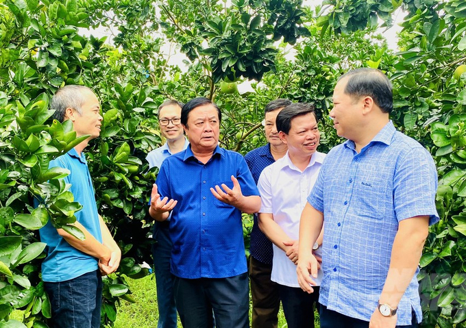 Minister Le Minh Hoan in a pomelo garden in Dai Dong village, Ngoc Luong commune, Yen Thuy district, Hoa Binh province. Photo: Minh Phuc.