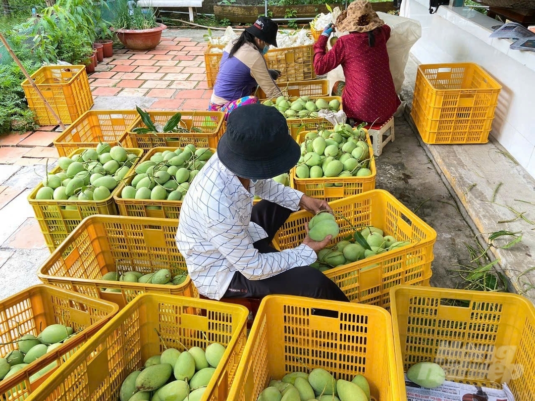 Việc thành lập Trung tâm liên kết sản xuất, chế biến và tiêu thụ nông sản ĐBSCL tại Cần Thơ được kỳ vọng sẽ trở thành đầu mối của chuỗi liên kết sản xuất, chế biến và tiêu thụ thông minh cho toàn vùng. Ảnh: Kim Anh.