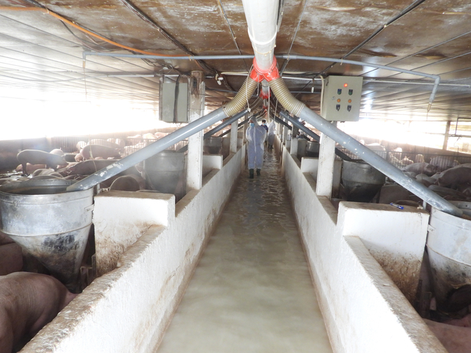 Chuỗi liên kết chăn nuôi heo giữa Công ty CP Việt Nam và các chủ trang trại tại Tây Ninh. Ảnh: Lê Bình.