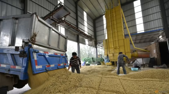 Workers are seen next to a truck unloading harvested soybeans at a farm in Chiping county, Shandong province, China, Oct 8, 2018. Photo: REUTERS/Stringer
