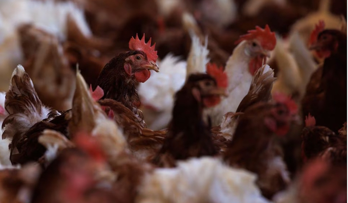 Cage-free chickens are shown inside a facility at Hilliker's Ranch Fresh Eggs in Lakeside, California, U.S., April 19, 2022. Photo: REUTERS/Mike Blake