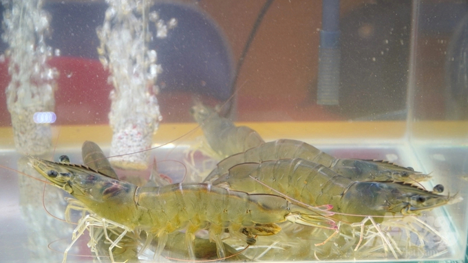 Experts said that one of the reasons for the high cost of shrimp farming is that the success rate in the farming process is low at about 40%. Photo: Kim Anh.