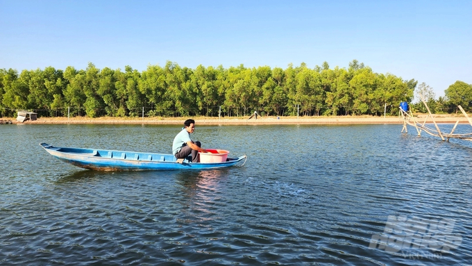 If farmers want to increase profits in shrimp farming, they can reduce production costs through many solutions. Photo: Kim Anh.