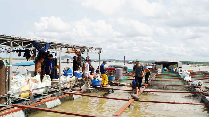 Nhiều hộ nuôi cá lồng bè bước vào đợt thu hoạch cá Diêu hồng sớm để kịp di dời đến vùng neo đậu mới, trước khi hồ Trị An xả nước đón lũ. Ảnh: Lê Bình.