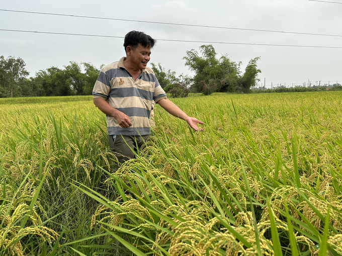 Nông dân Quảng Nam đánh giá giống lúa nếp Cô Tiên có nhiều ưu điểm như cứng cây, chống đỗ ngã, chịu hạn tốt, năng suất cao... Ảnh: L.K.