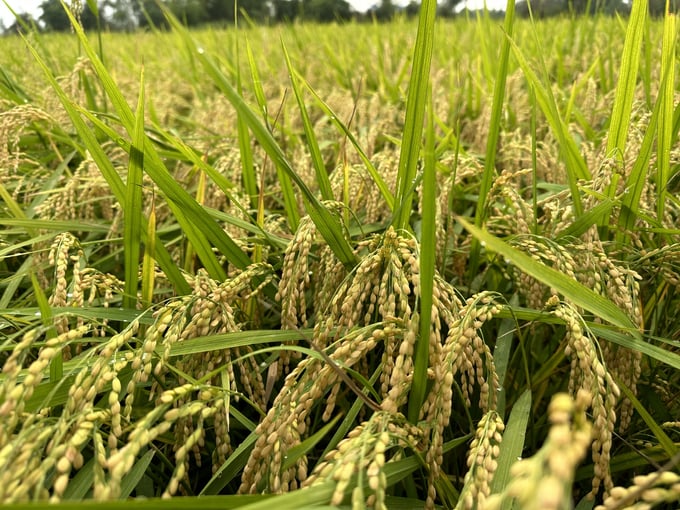 Năng suất giống lúa nếp Cô Tiên có những vùng lên đến 11 tấn lúa tươi/ha. Ảnh: L.K.
