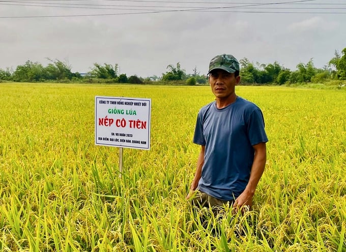 Giống lúa nếp Cô Tiên được sản xuất tại huyện Đại Lộc, Quảng Nam vụ đông xuân 2022 - 2023. Ảnh: N.Đ.