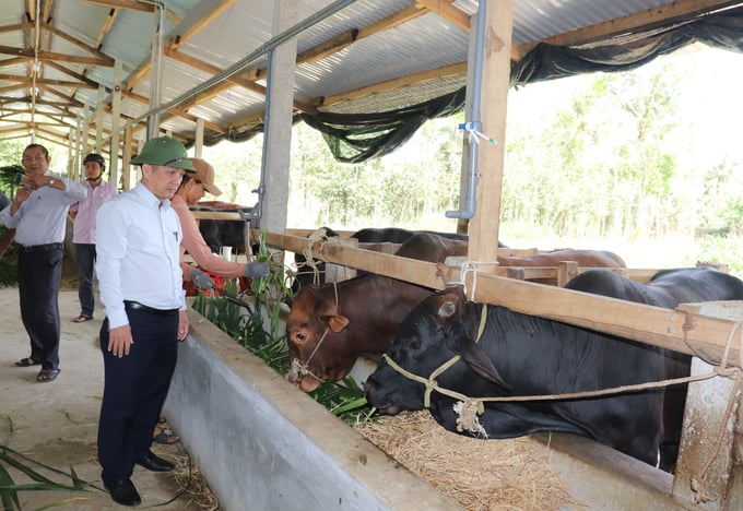 Ông Nguyễn Hữu Khúc (đội mũ cối), Chủ tịch UBND huyện Hoài Ân (Bình Định) thăm trang trại nuôi bò thịt chất lượng cao. Ảnh: Vũ Đình Thung.
