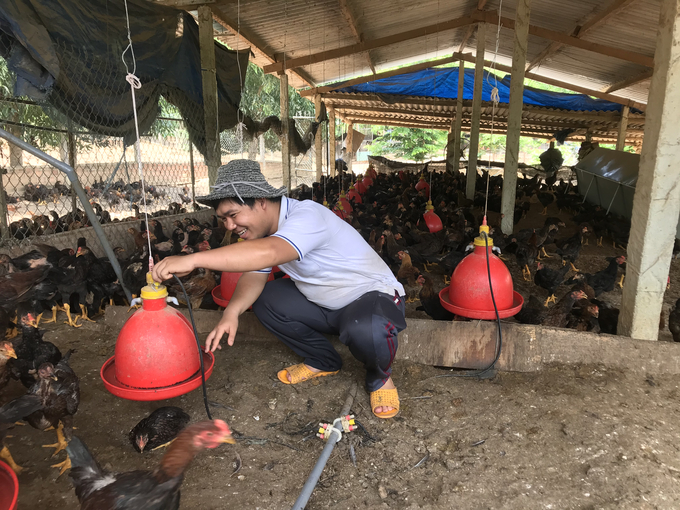 Trang trại chăn nuôi gà lông màu của ông Mai Văn Rỏ, huyện Hoài Ân (Bình Định) quy mô trên 60.000-70.000 con/năm. Ảnh: Vũ Đình Thung.
