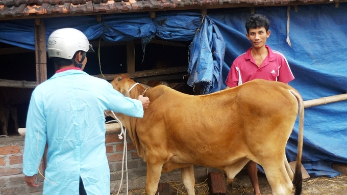 Người chăn nuôi Bình Định quan tâm đến công tác tiêm phòng để phòng dịch bệnh cho đàn bò. Ảnh: Lê Khánh.