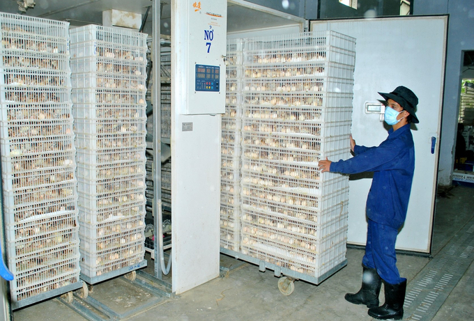 Công ty TNHH Giống gia cầm Minh Dư có năng lực sản xuất hàng chục triệu con giống mỗi năm. Ảnh: Lê Khánh.