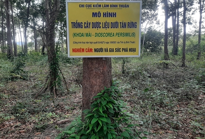 Ngành nông nghiệp Bình Thuận đã chỉ đạo xây dựng nhiều mô hình trồng dược liệu dưới tán rừng. Ảnh: KS.