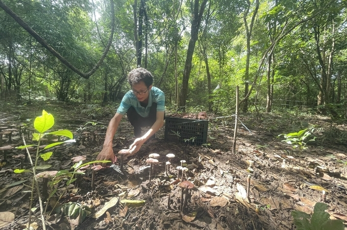Dưới tán rừng ở tỉnh Bình Thuận có rất nhiều tiềm năng để phát triển cây dược liệu. Ảnh: Kim Sơ.