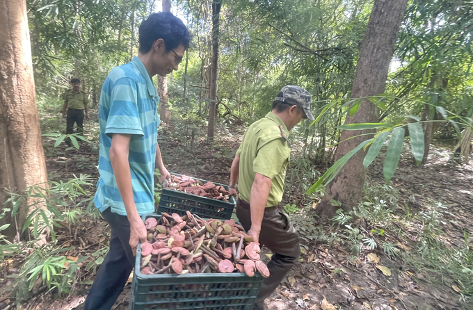 Chi cục Kiểm lâm Bình Thuận thu hoạch dược liệu dưới tán rừng từ mô hình triển khai. Ảnh: KS.