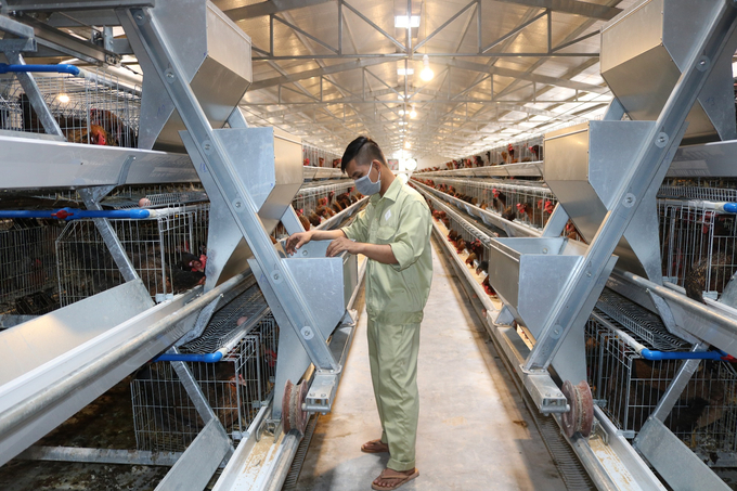 Công ty TNHH Giống gia cầm Cao Khanh đóng trên địa bàn Bình Định cũng có năng lực sản xuất hàng chục triệu con giống gà lông màu mỗi năm. Ảnh: Vũ Đình Thung.
