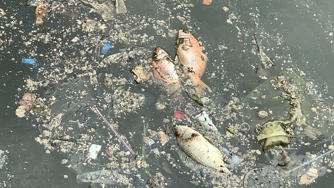 Cá chết xen lẫn với rác nổi lềnh bềnh trên mặt nước kênh Nhiêu Lộc. Ảnh: Lê Bình.