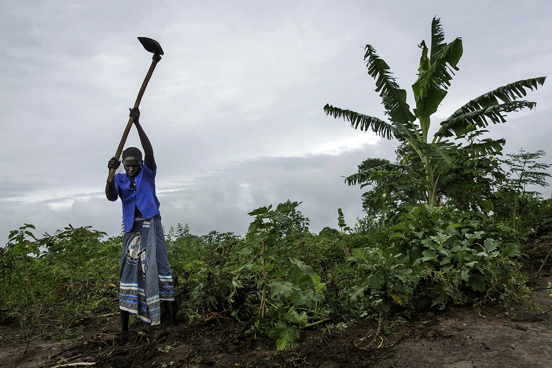 Một nông dân ở Uganda đang canh tác trên mảnh đất của gia đình, nơi cô trồng đậu và rau. Ảnh: Panos.