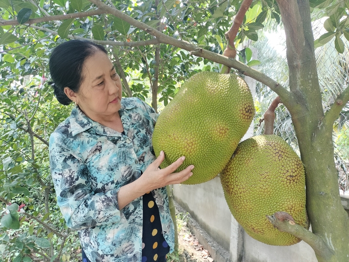 Bà Trương Thị Thuỷ nhận xét mít Thanh Sơn ruột cam dễ trồng, ăn rất ngon. Ảnh: Kiều Nhi.