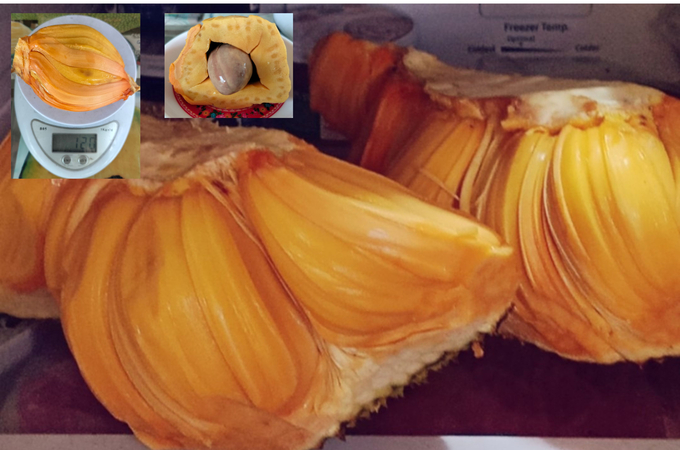 Giống mít Thanh Sơn có ruột màu cam, cơm dày, múi to, ăn rất ngon, ngọt. Ảnh: Kiều Nhi.