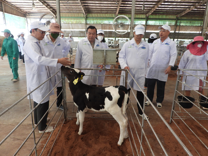 Secretary Nguyen Thanh Tam visiting Vinamilk Tay Ninh Dairy Farm. Photo: Tran Trung.