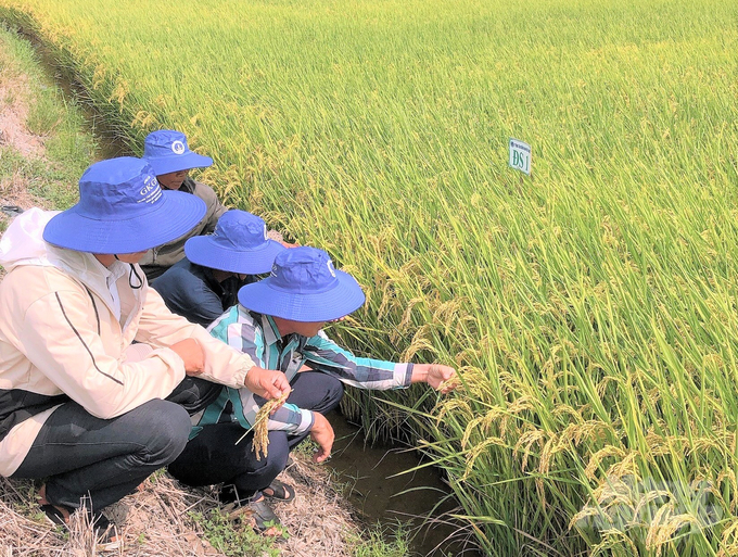 Sản xuất cánh đồng lớn, giống lúa ĐS1 được nông dân xã Vĩnh Điều chọn trồng đạt năng suất cao, giá bán tốt, lợi nhuận trung bình từ 20 triệu đồng/ha/vụ trở lên, giúp nâng cao thu nhập. Ảnh: Trung Chánh.