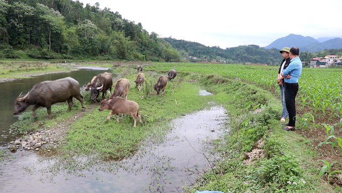 Gặp khó khăn, anh Phú (đội mũ) phải chuyển sang chăn thả tự nhiên để giảm chi phí. Ảnh: Ngọc Tú. 