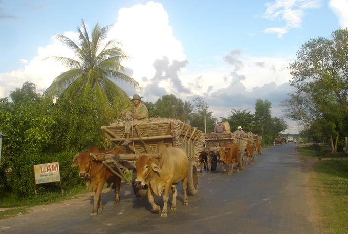 The transportation of cassava on a rural road in Tay Ninh. Photo: Son Trang.