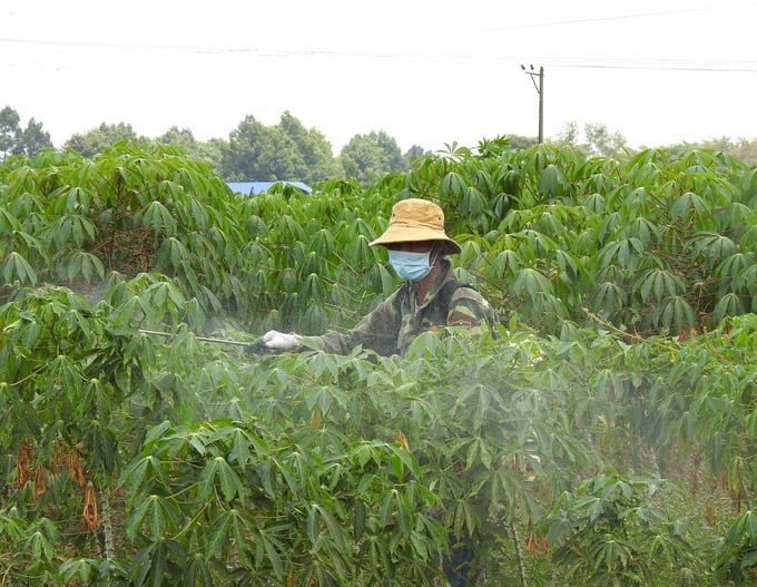 Farmers spraying pesticides to prevent the Cassava mosaic virus. Photo: Son Trang.