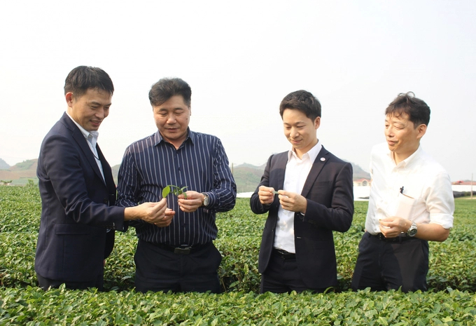 Mr. Le Quoc Thanh, Director of the National Agricultural Extension Center (2nd from left) and JICA Vietnam representative visited the Japanese tea ingredients production area of Satoen Vietnam Co., Ltd. Photo: Hai Dang.