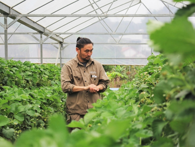 Mr. Nahana Shojiro's western strawberry farm has succeeded by applying advanced farming techniques. Photo: Hai Dang.