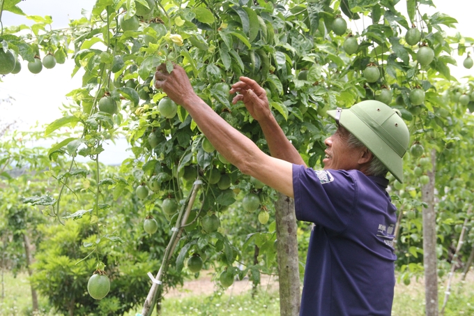 Ổn định đời sống người dân, phát triển sinh kế cũng là giải pháp bảo vệ phát triển rừng ở Đăk Lăk. Ảnh: Hoàng Anh.