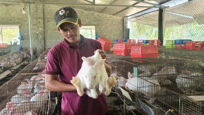 Mỗi tháng, anh Thắng xuất ra thị trường các tỉnh từ Đà Nẵng đến Quảng Ngãi khoảng 400kg thỏ thương phẩm. Ảnh: Lê Khánh.