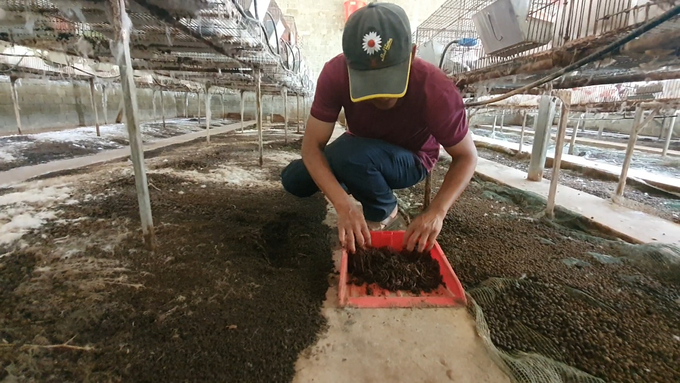 Anh Thắng nuôi thêm trùn quế dưới chuồng thỏ để xử lý chất thải, giảm thiểu ô nhiễm môi trường. Ảnh: Lê Khánh.