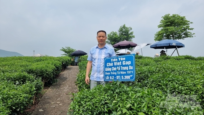 Ông Bùi Trọng Đại, Giám đốc HTX Trà và Du lịch cộng đồng Tiến Yên bên vùng chè VietGAP và đang tiến tới đạt tiêu chuẩn hữu cơ. Ảnh: Toán Nguyễn.