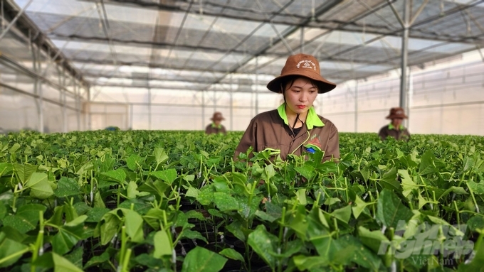 Công nhân đang chăm sóc cây giống trong cơ sở ươm giống chanh dây, sử dụng công nghệ cao, của Nafoods Group. Ảnh: Văn Việt.