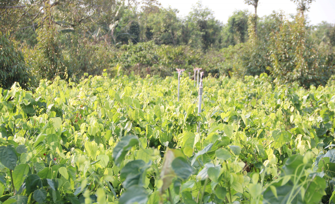 Cao Bang Agricultural Service Cooperative grows more than 40 hectares of organic, VietGAP-compliant Bo Khai. Photo: Quang Yen.