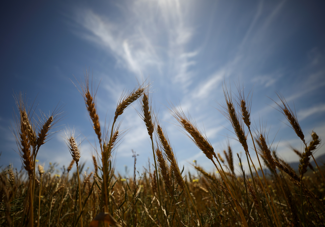 Lúa mạch thử nghiệm phát triển tại một trang trại tại Caledon, Nam Phi. Ảnh: Reuters.