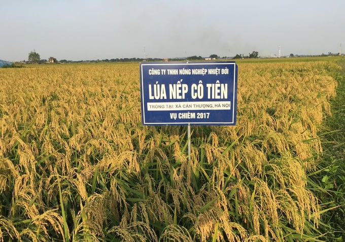 Giống lúa nếp Cô Tiên đã được nông dân tại nhiều địa phương trên cả nước đưa vào sản xuất, cho năng suất, hiệu quả kinh tế rất cao. Ảnh: TL.