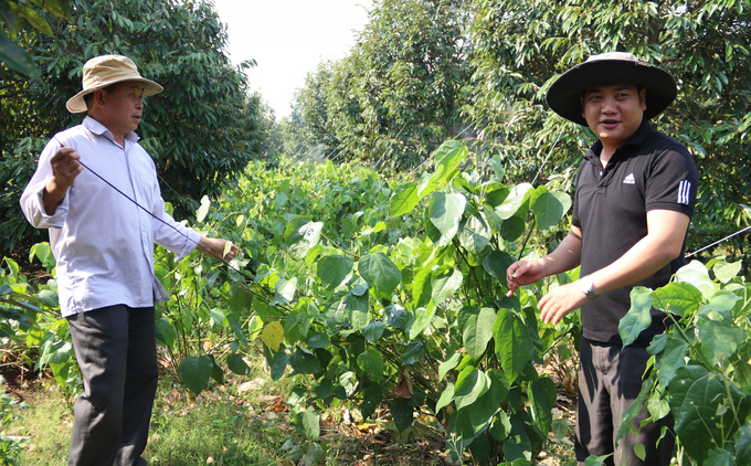 The cooperative's model of Bo Khai intercropped with durian. Photo: Quang Yen.