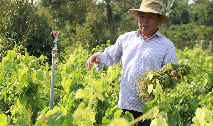 Mr. Trieu Van Hanh's family earns around 15 million VND every month from growing Bo Khai plants. Photo: Quang Yen.