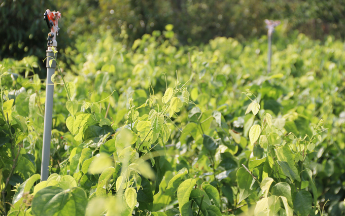 Bo Khai is a new crop in the Central Highlands but it brings stable income to the farmers. Photo: Quang Yen.